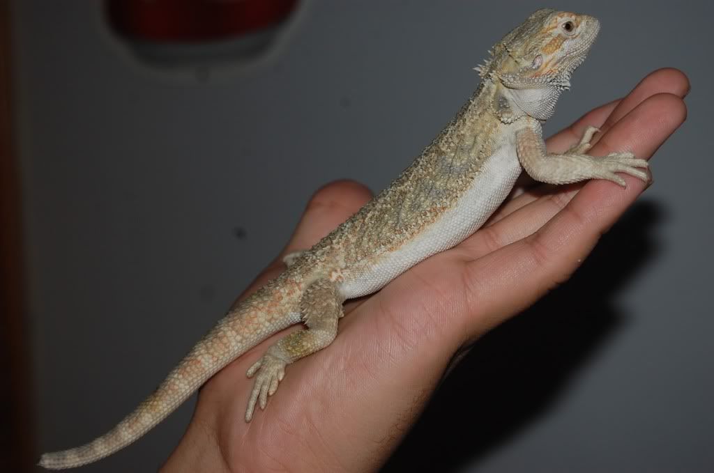 Introducing Chunks Introductions Bearded Dragon Org 