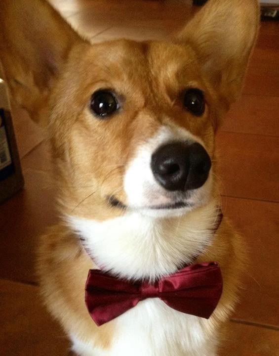 [Linked Image from i1010.photobucket.com]