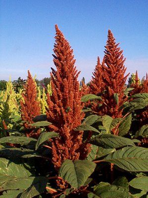 [Linked Image from i1010.photobucket.com]