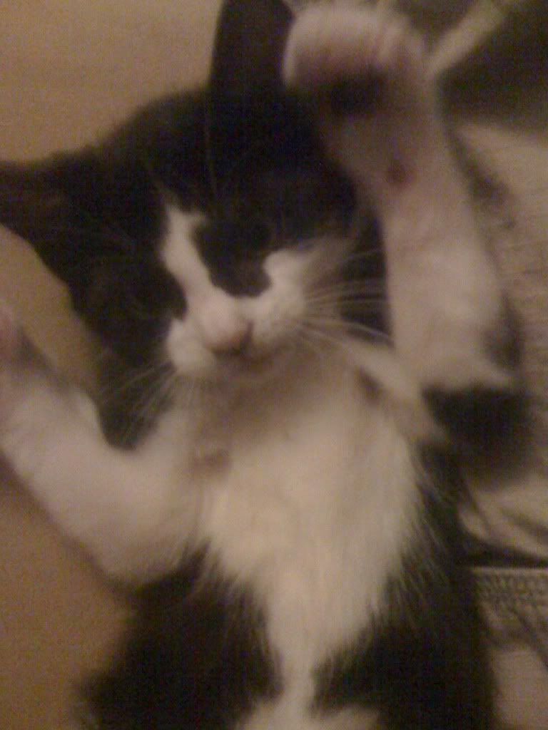 [Linked Image from i1010.photobucket.com]