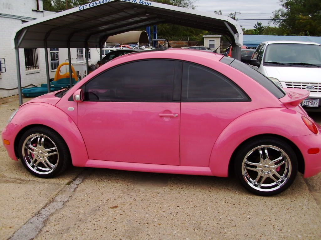pink beetle