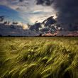 wind over a wheat field