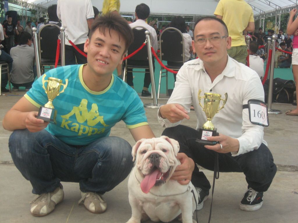 English Bulldog con 8 tháng tuổi  gia phả Champions  thuẩn chủng - 26