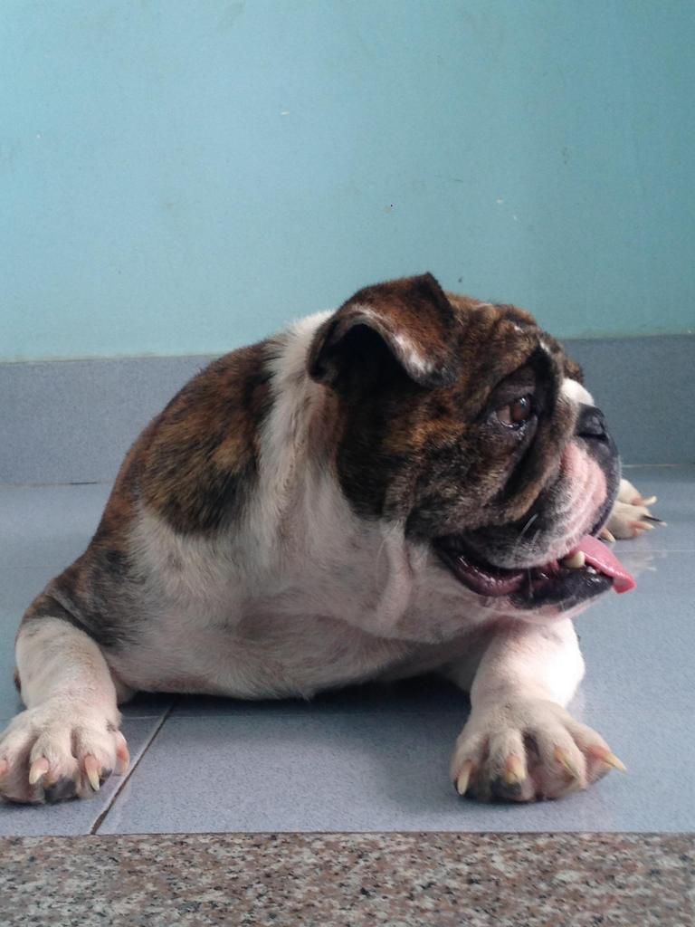 Toàn Quốc  ; Bulldog con thuần chủng gia phả Champions cực tốt , gene ổn định - 10