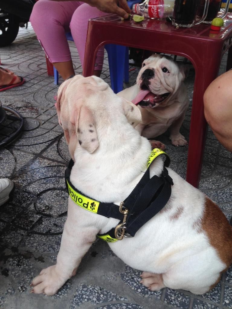 English Bulldog con 8 tháng tuổi  gia phả Champions  thuẩn chủng - 28