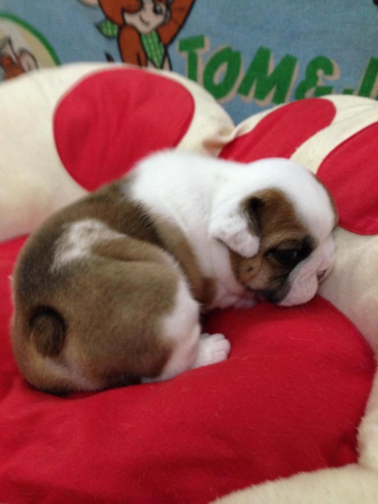 English Bulldog con 8 tháng tuổi  gia phả Champions  thuẩn chủng - 9