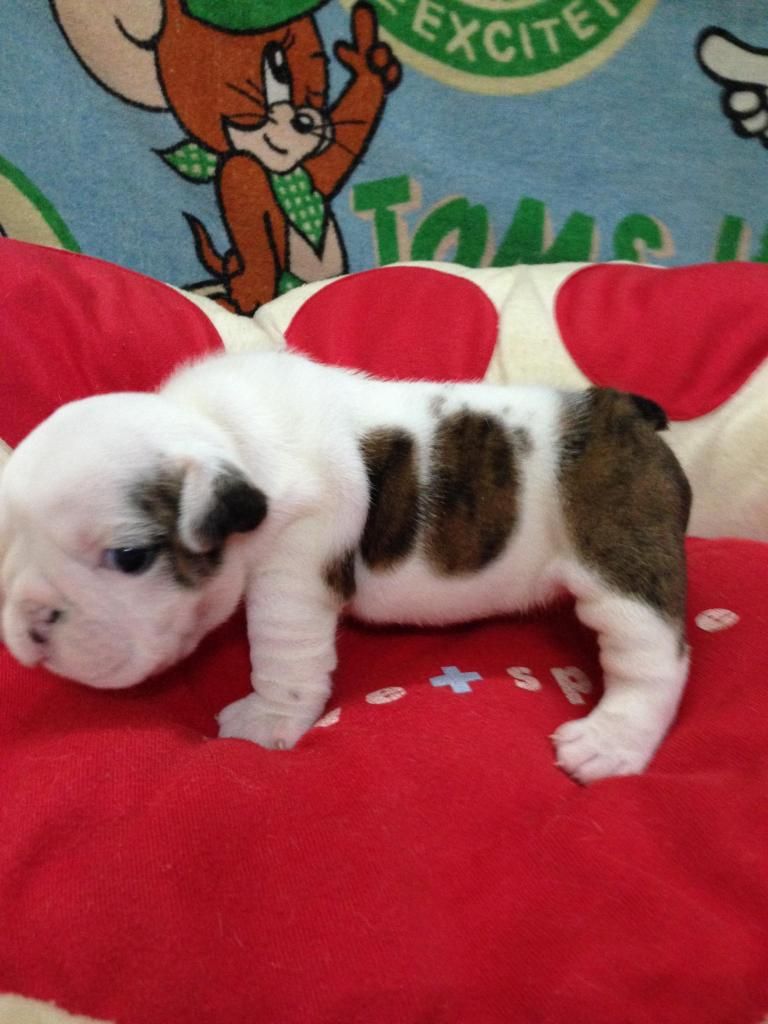 English Bulldog con 8 tháng tuổi  gia phả Champions  thuẩn chủng - 18