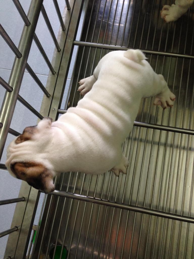 Toàn Quốc  ; Bulldog con thuần chủng gia phả Champions cực tốt , gene ổn định - 16