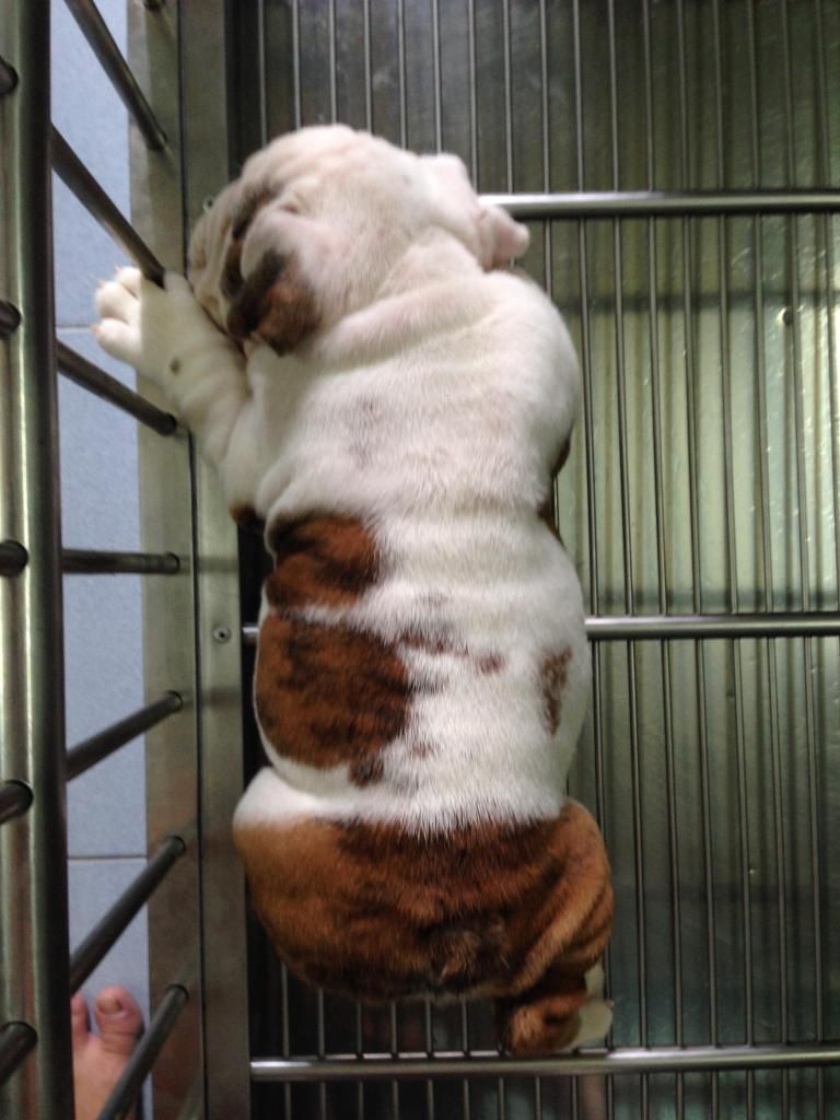 Toàn Quốc  ; Bulldog con thuần chủng gia phả Champions cực tốt , gene ổn định - 22