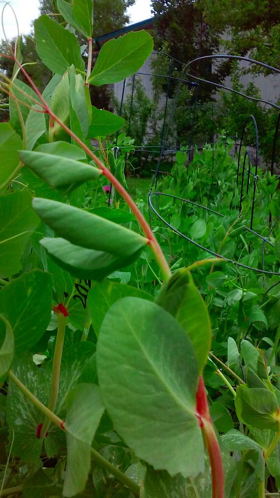 Red Podded Pea 2017