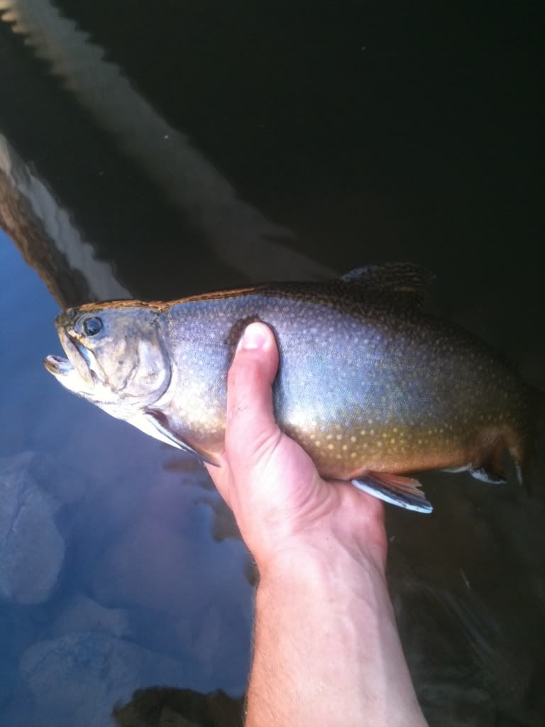 Rahway river trout New Jersey Hunters