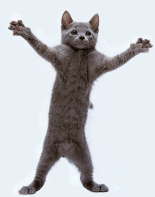 dancing cat photo: dancing cat dancing-cat.gif