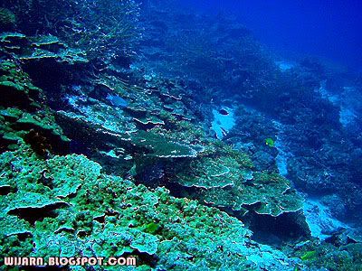 ปะการัง , หมู่เกาะสิมิลัน