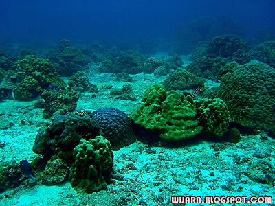 ประการัง , หมู่เกาะสิมิลัน