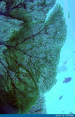 Sea Fan-กัลปังหา