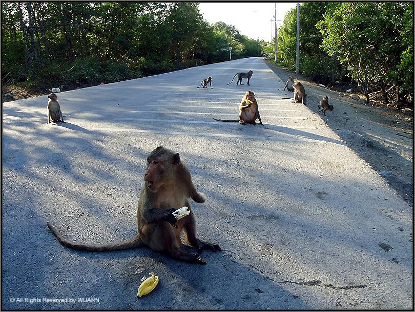 Monkey , Ban Tha Kham - Cha Choengsao