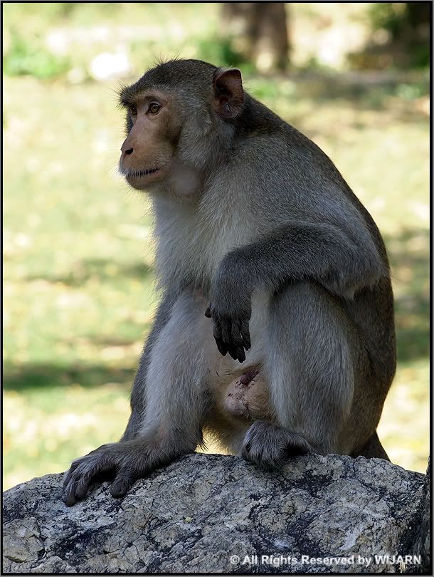 Monkey , Khao Kheow Open Zoo