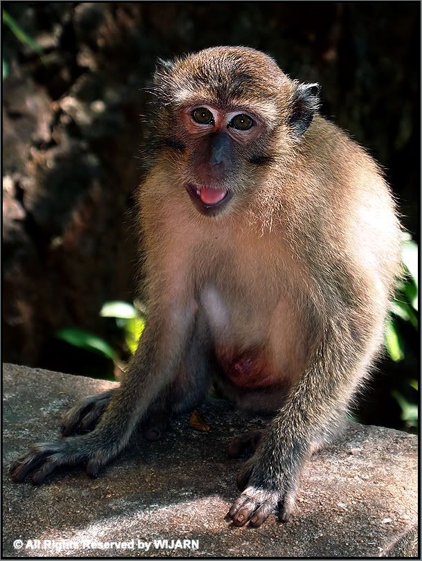 Monkey , Wat Tham Suea