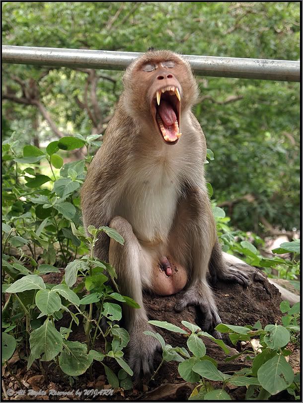 Monkey , Wat khao Yoi