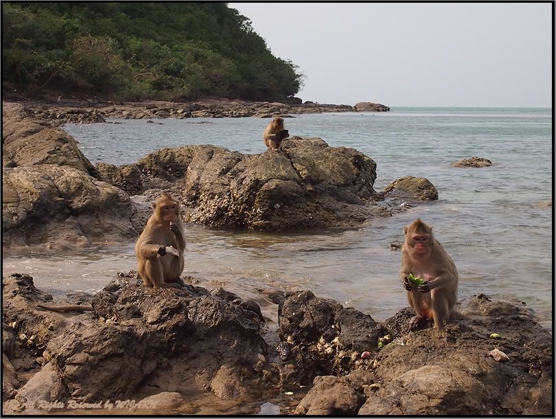 Monkey , Sattahip - Chonburi