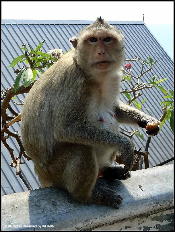 Monkey , Khao Sam Muk