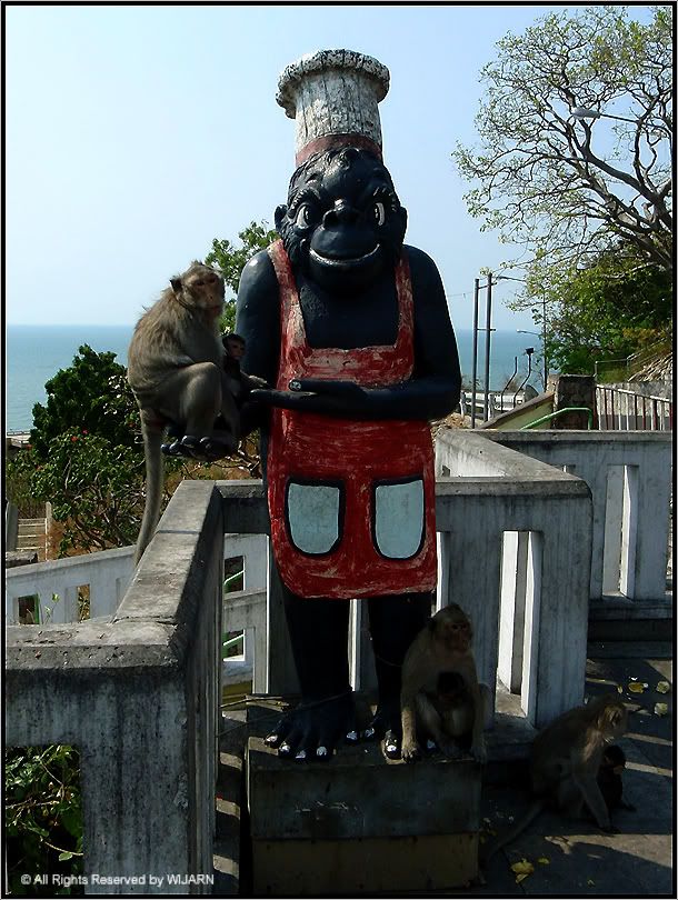 Monkey , Khao Sam Muk - Chon Buri