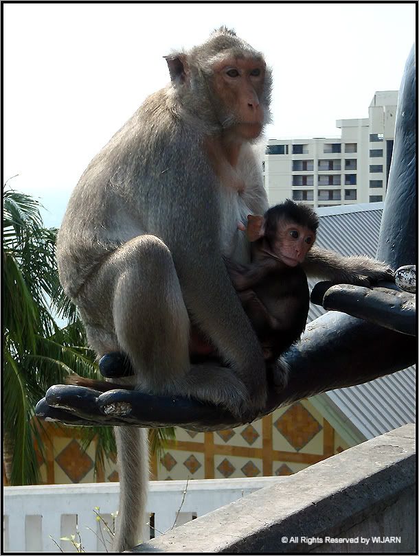 Monkey , Khao Sam Muk - Chon Buri