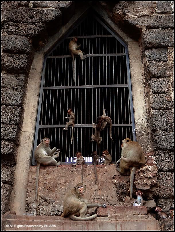 Monkey , Phra Prang Sam Yod - Lop Buri