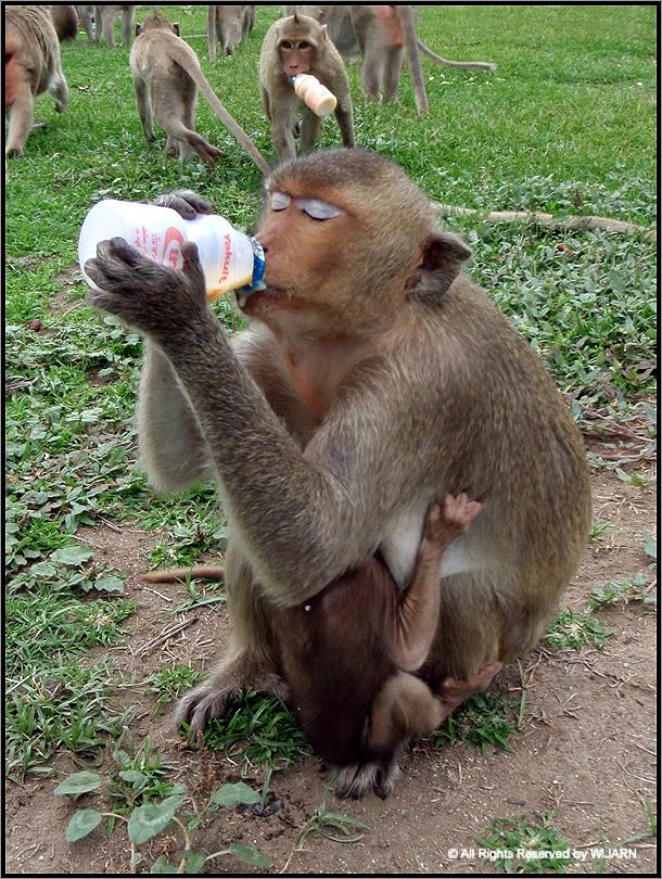 Monkey , Phra Prang Sam Yod - Lop Buri