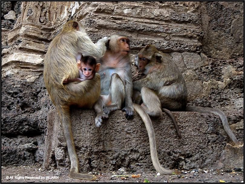 Monkey , Phra Prang Sam Yod - Lop Buri