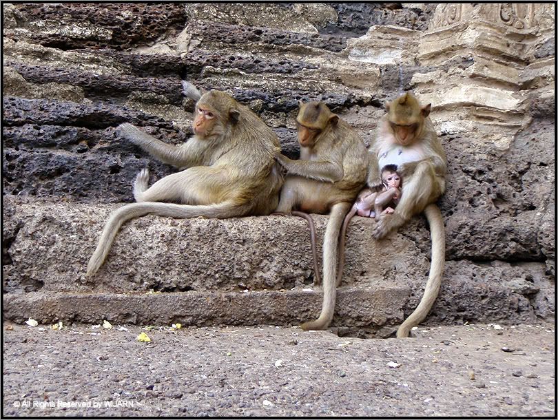 Monkey , Phra Prang Sam Yod - Lop Buri