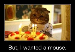 Happy-Birthday-Cato-funny-animals-pictur