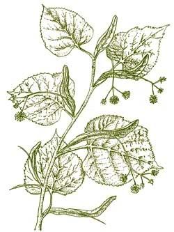 la planta de tilo y propiedades de las hojas la planta de tilo y propiedades de las hojas