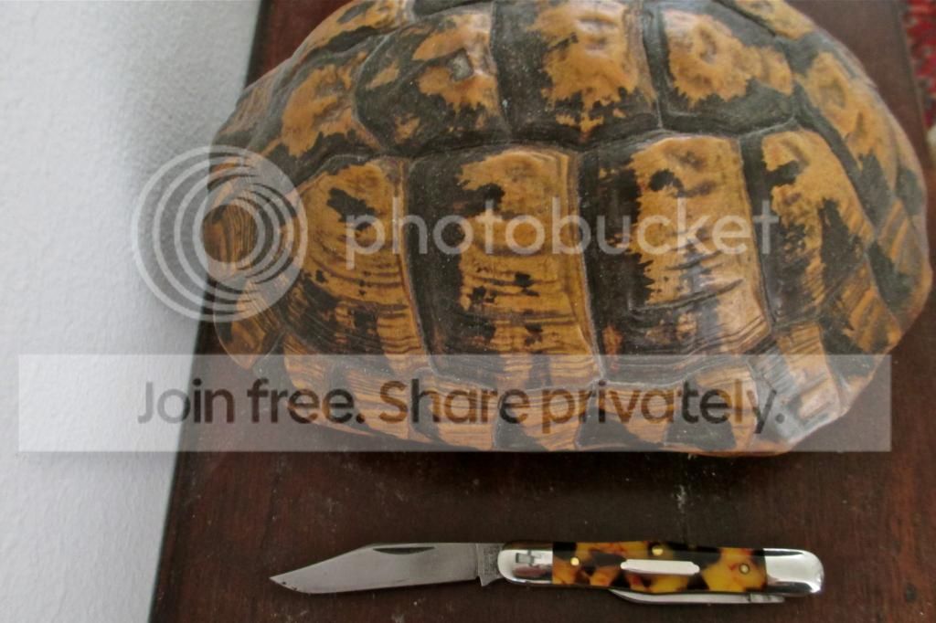 Shell Shock - Let's See some Tortoise | Page 2 | BladeForums.com